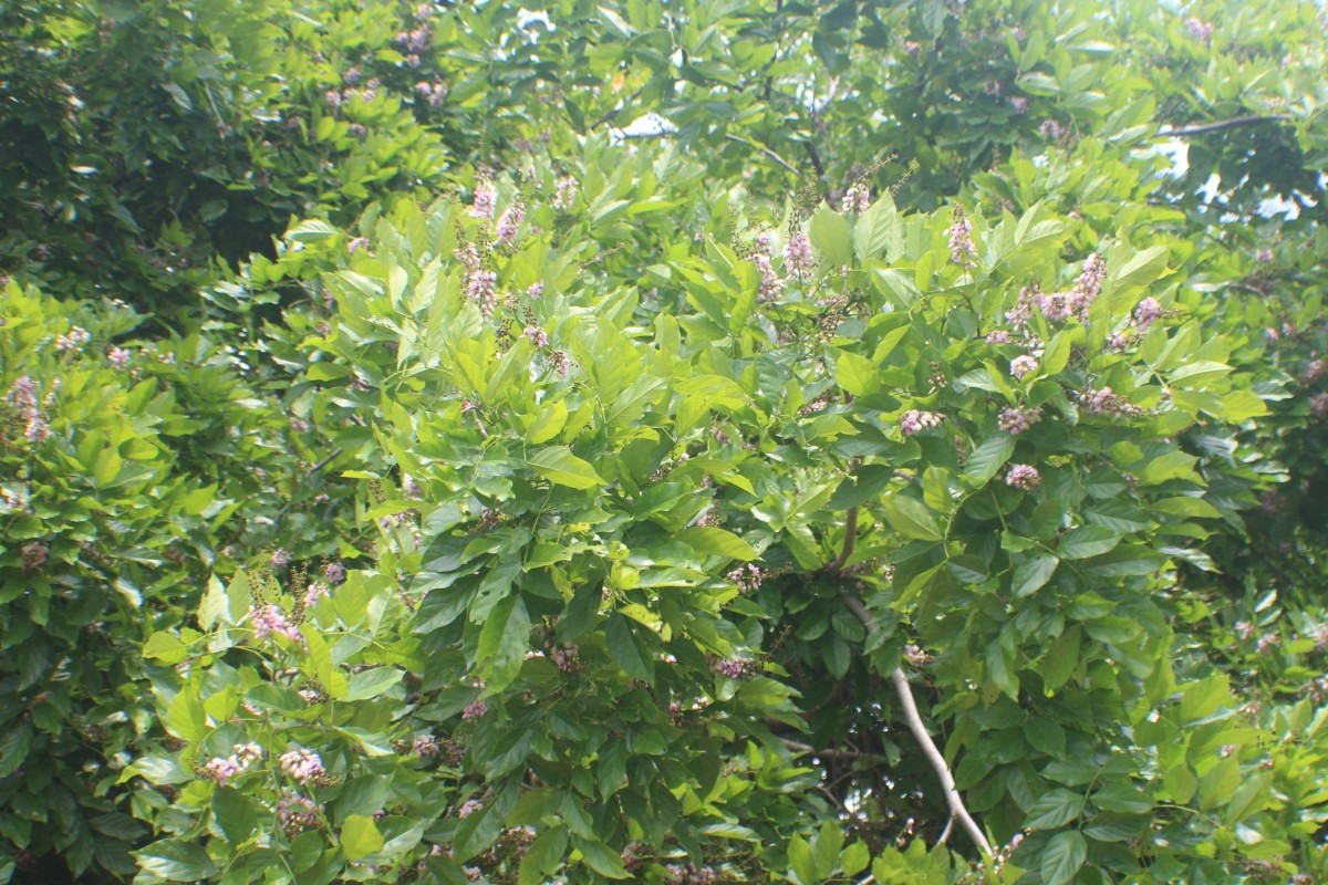 Pongamia pinnata (L.) Pierre